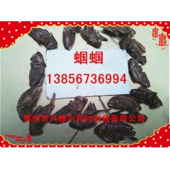 冷背动物类原药材批发优质 蝈蝈 聒子 药用正品 药店供货