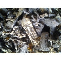 供应中药材蟾蜍  去痛止血  促进食欲 缩小肿块 消除肿水