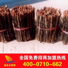 大量批发蜈蚣 蜈蚣种 原产地供应 品质保证 产地直销 量大优...