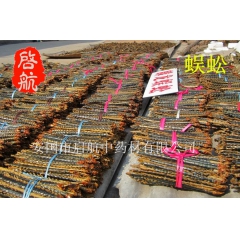 供应中药材  蜈蚣 大条 中条 小条 散条混装货 14-15...