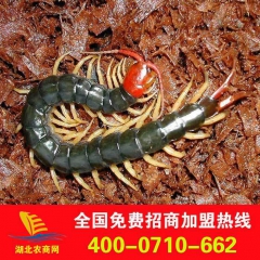 供应中药材红龙蜈蚣 蜈蚣养殖方法 养殖合作社公司 回收产品
