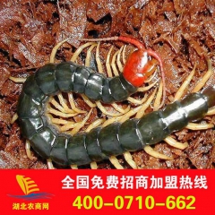 【厂家直销】活体红头蜈蚣 伏牛山野生中药材 活蜈蚣满千包邮