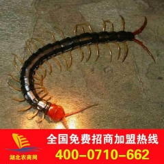 批发中药材 活体蜈蚣 百足虫 15公分 量大从优 品质保证