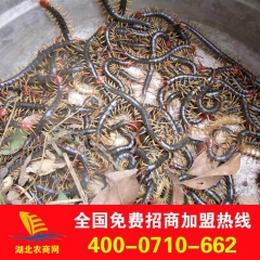 厂家直供优质中药材药用蜈蚣 品质保证 量大优惠