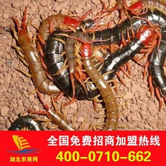 供应金蜈蚣 原形态 优质 12寸 收蜈蚣 农业特种养殖 包回...