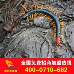 【质量保证】长期大量求购出口活体蜈蚣  蜈蚣种
