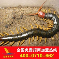 优质批发蜈蚣 蜈蚣养殖技术 特种养殖项目加盟 包回收