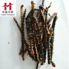 华美中药材批发  产地直销  蜈蚣