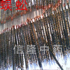 信隆公司供应中药材 蜈蚣 各种规格 量大从优