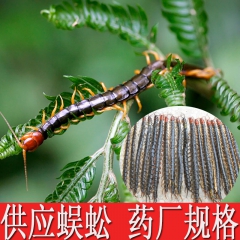 供应蜈蚣 蜈蚣加工 药厂规格 QS认证 手续齐全 可贴牌