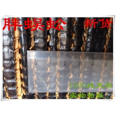 批发中药 蜈蚣15 -16公分大蜈蚣 产地直销 大货批发