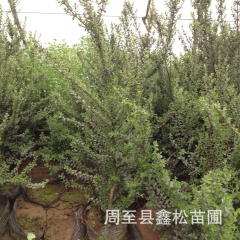 供应铺地蜈蚣 西安苗木基地批发铺地蜈蚣绿化苗 兰州内蒙绿化苗...