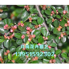 苗圃直销 平枝荀子 多分枝平枝旬子 铺地蜈蚣 冠幅30-50...