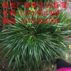 石菖蒲/水剑草/苦菖蒲/粉菖/剑草/剑叶/菖蒲/山菖蒲/溪菖...