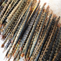 产地直销中药材蜈蚣 各种规格 二百条包邮