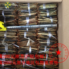 蜈蚣 干 小条 质量保证 批发 中药材 大中小各种规格