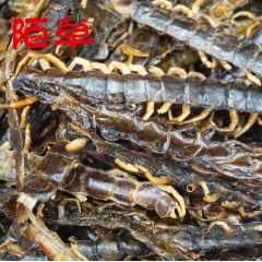 蜈蚣 蜈蚣肉 批发广西蜈蚣肉、蜈蚣皮 产地直销 量大从优 1...