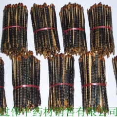 批发优质蜈蚣 14公分大条蜈蚣 量大从优 保证质量