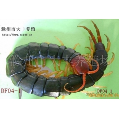 专业供应推荐少棘巨红头蜈蚣、金头蜈蚣商品3-5元/条