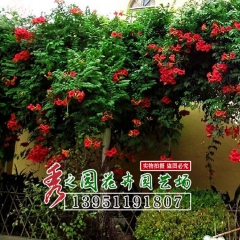 批发长期开花藤本植物 凌宵花苗 攀缘花卉  上树龙、上树蜈蚣