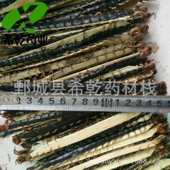 蜈蚣 特级大蜈蚣 野生蜈蚣 15-16公分 湖北产地直销