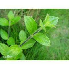 【金毛耳草】别名：黄毛耳草、落地蜈蚣、敷地两耳草、过路蜈蚣