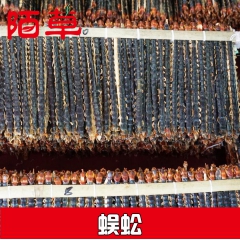 蜈蚣 蜈蚣、12-15厘米、湖北襄樊货、一手货源、产地直销