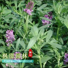 优质草花紫花苜蓿种花色金黄 品种齐全 紫花苜蓿价格