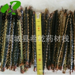 专业批发各种规格蜈蚣 12-13公分 新货产地直销
