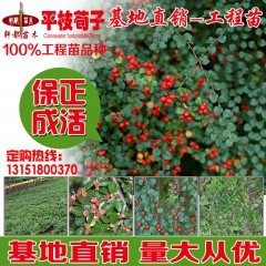 基地直销批发 平枝栒子苗 绿化工程苗木 平枝荀子 铺地蜈蚣 ...