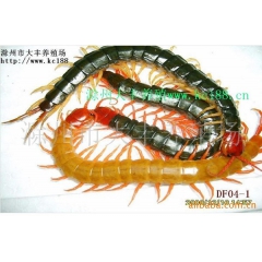 厂家直销蜈蚣 少棘巨蜈蚣 活体中药材原料 商品 种苗
