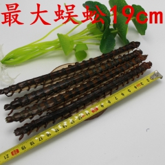 精品19公分特大蜈蚣 中药 红头药材食用蜈蚣野生 混批零售