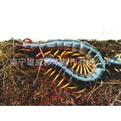 长期供应冰冻越南蜈蚣