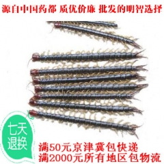 批发供应蜈蚣