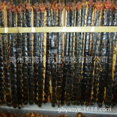 动物原药材批发蜈蚣 百足虫 整条大 中 小干货 厂家供应 各...