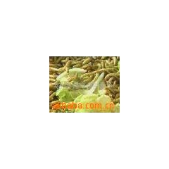 供应高蛋白饲料——黄粉虫