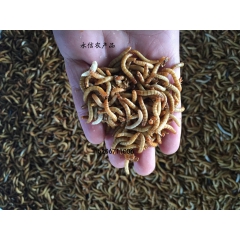 批量供应黄粉虫活体 黄粉虫 面包虫 饲料 厂家直销 价格低廉