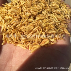 批发 中药材 无骨虫干 五谷虫 黄粉虫  粉 面包虫 量大从...