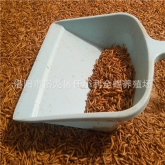 优质黄粉虫 面包虫 活体 黄粉虫 优质面包虫 欢迎选购