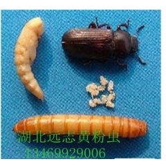 供应出口级 黄粉虫 黄粉虫