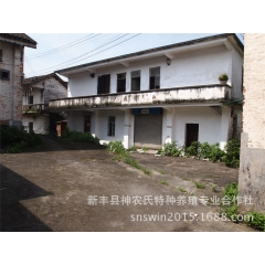 黄粉虫养殖 广东黄粉虫 农民专业合作社 直供特种昆虫种虫