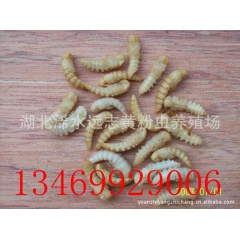大型养殖场常年回收活体黄粉虫  教黄粉虫养殖技术   出口级...