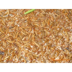 专业供应优质高蛋白黄粉虫、面包虫