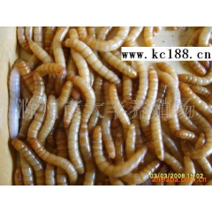 供应黄粉虫、面包虫商品