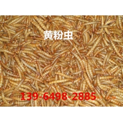 干黄粉虫批发，优质黄粉虫销售，自产自销黄粉虫，大量批发零售