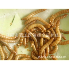 大量黄粉虫 黄金虫 面包虫