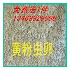 供应各地区活体黄粉虫 专车专业打包统一送货 保证质量 鲜活 ...