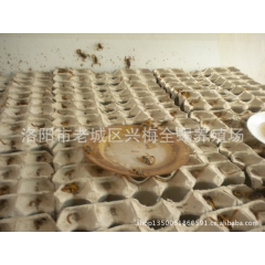 中华老字号 东阿阿胶桃花姬阿胶糕300g