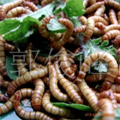 供应优质黄粉虫  公司每月15号安排免费黄粉虫养殖技术 免费...
