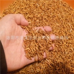长年供应优质黄粉虫 面包虫 活体黄粉虫 大麦虫 欢迎来电洽谈